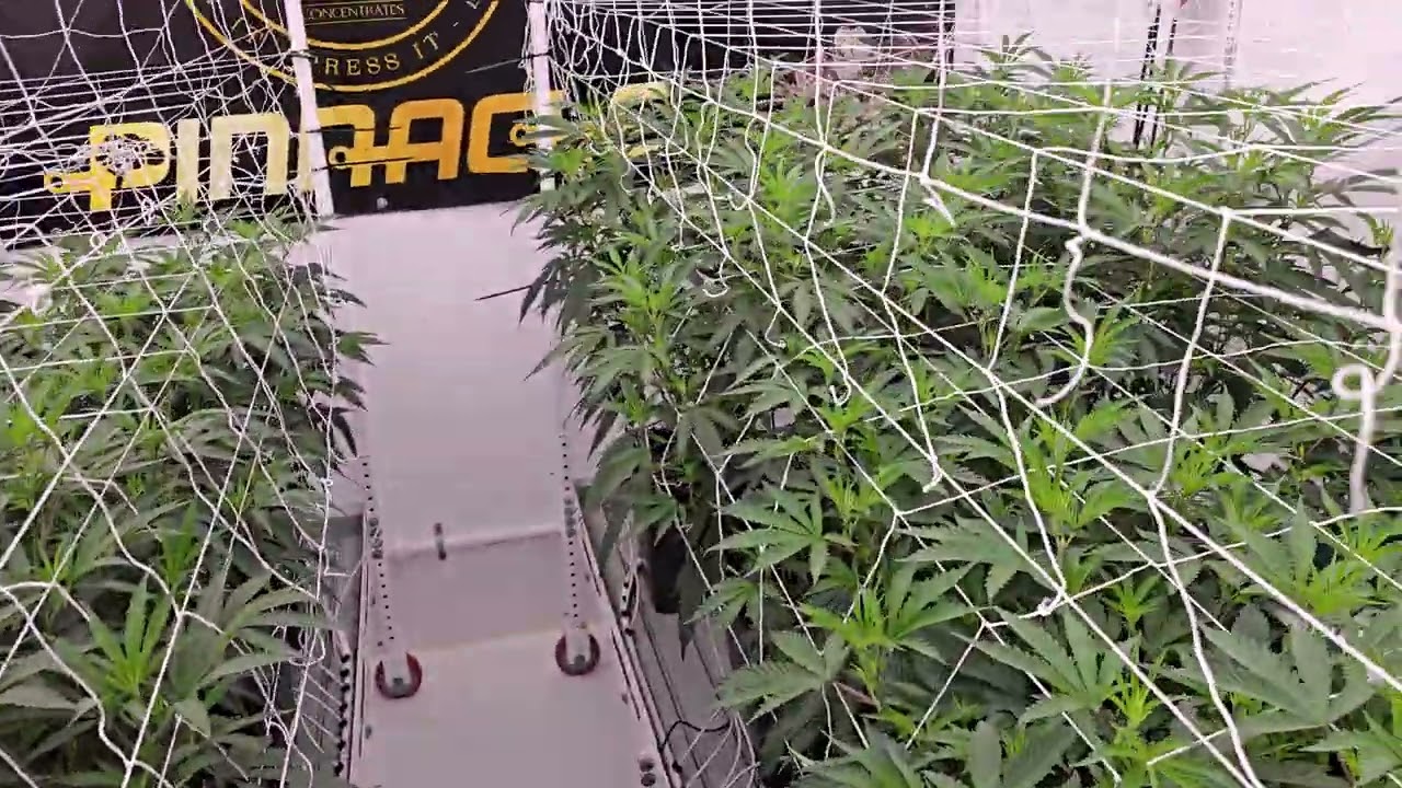 Day 1F - MACv2, Pie Dough, Superboof