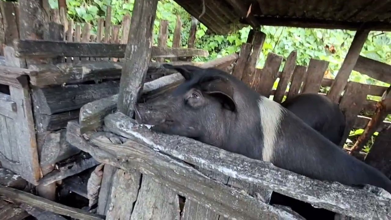 Sungur lai charo pani dedai aajuko din betyo 🐷