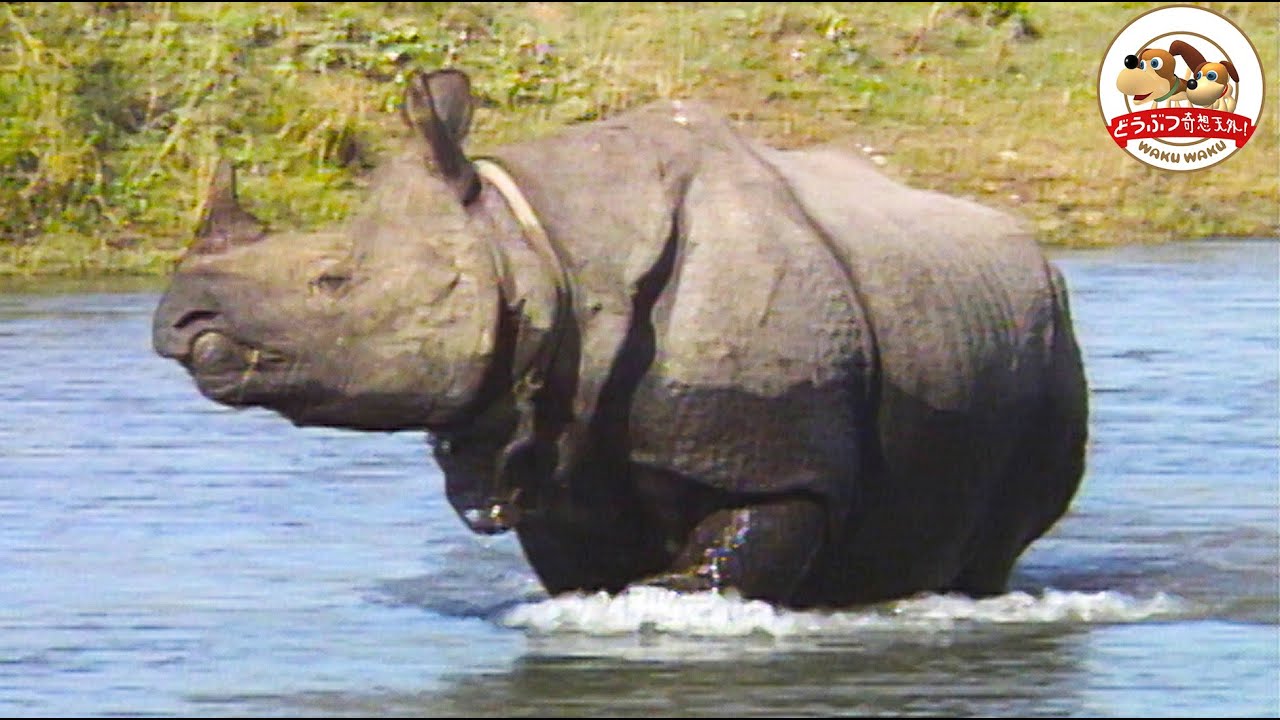 【絶滅危惧種】インドサイ～ヒマラヤの麓に暮らす貴重な姿を撮影！水浴び大好き…アフリカのサイとの違いは？【どうぶつ奇想天外／WAKUWAKU】