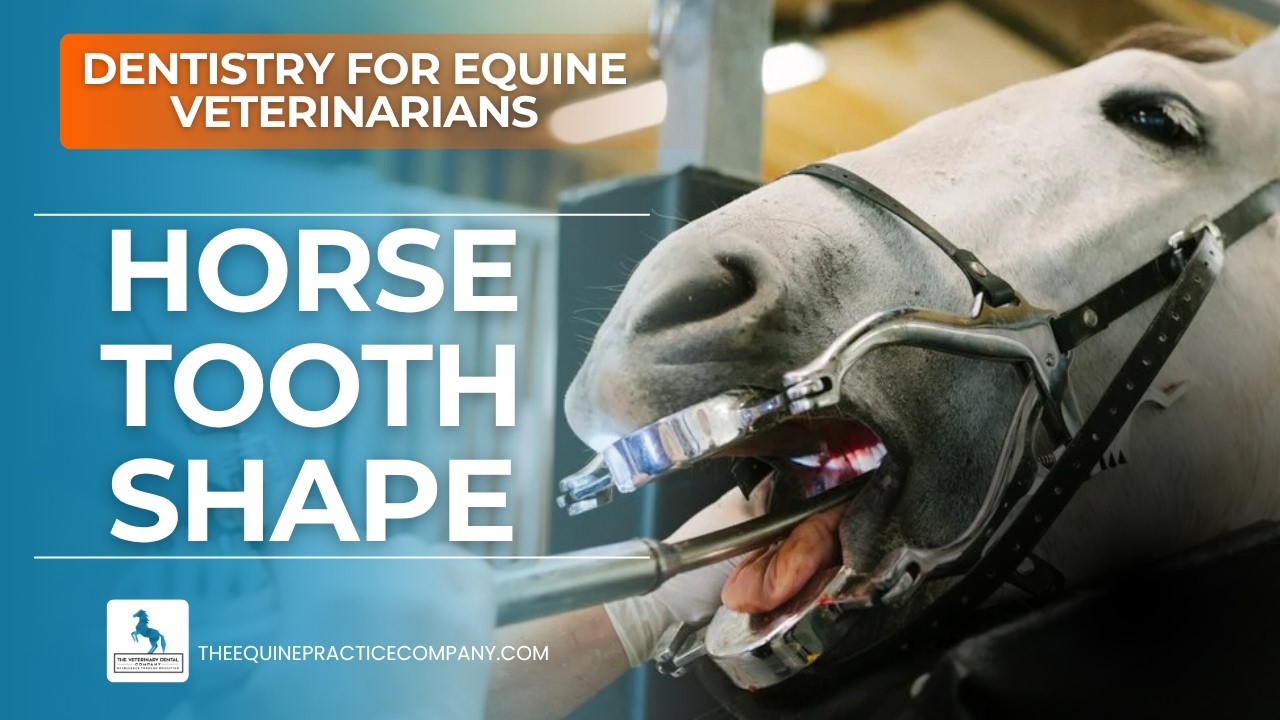 Horse Tooth Shape: Using Dental Star and Infundibulum to Estimate Age
