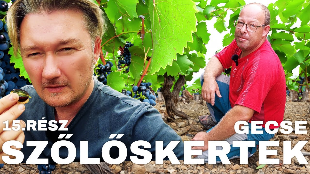 🍇 SZŐLŐSKERTEK 15.RÉSZ -GECSE -  FILOXÉRA? JUJ DE RONDA! Merüljön el Gecse legfinomabb szőlőiben.