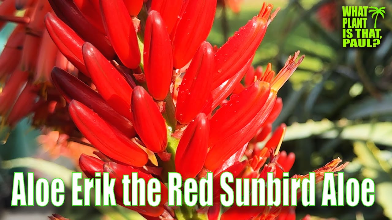 Aloe Erik the Red Sunbird Aloe / Beautiful Flowers