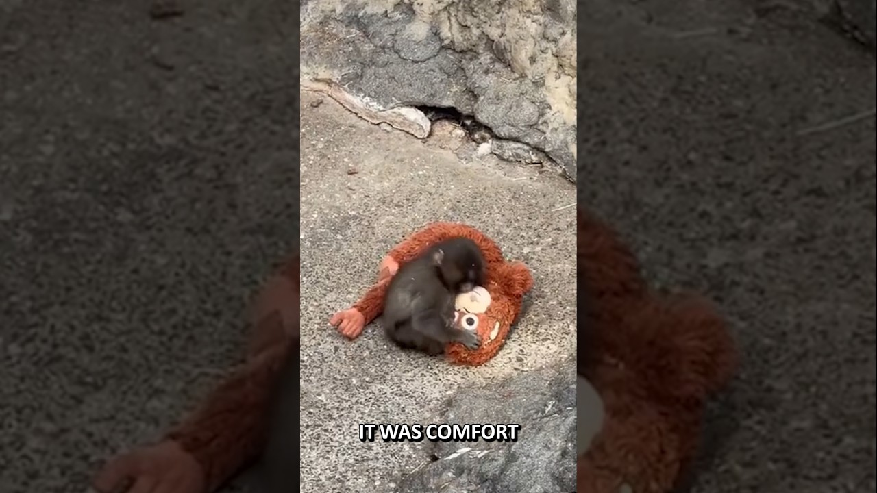 Панч: Обезьяна, заставившая миллионы плакать 😢 #Панч #Обезьяна