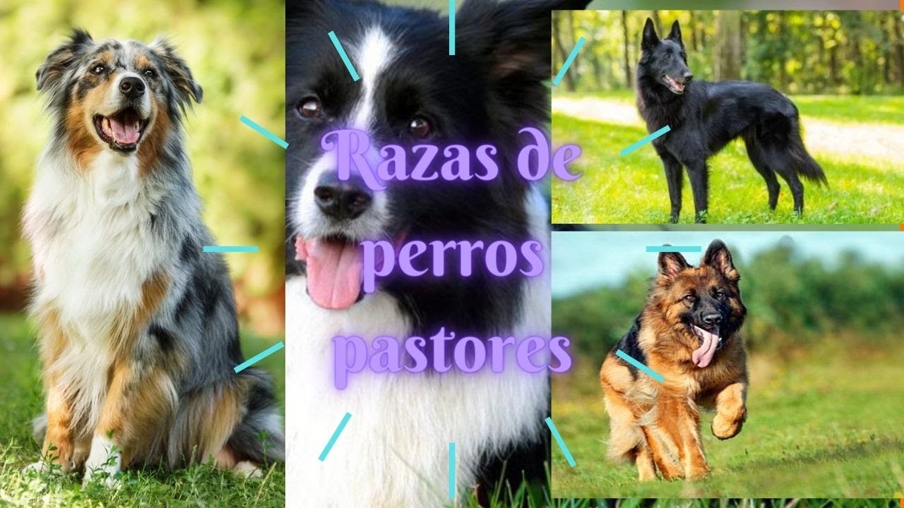 10 лучших пород пастушьих собак 2023 года