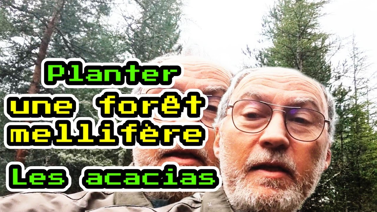 Biodiversité, planter une forêt mellifère: Les acacias !