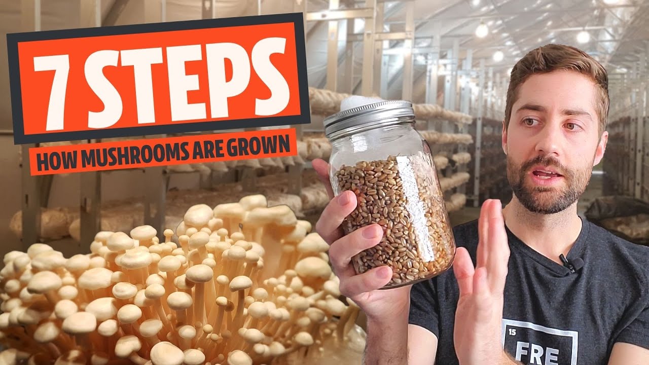 7 основных этапов выращивания грибов (как выращивают большинство грибов)