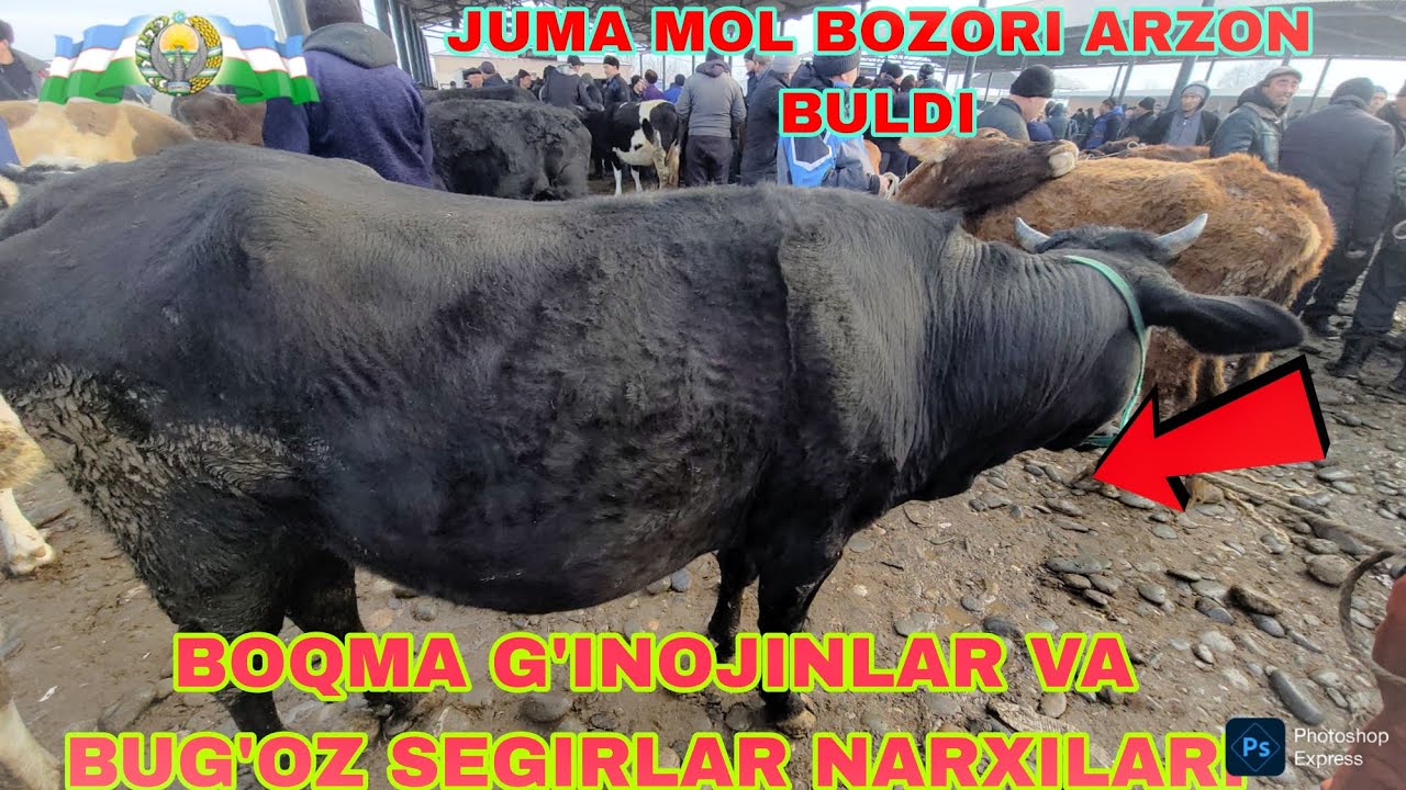 7.02.2026.YIL BUG'OZ VA BOQMA G'INOJIN NARXILARI SAMARQAND JUMA MOL CHARVO BOZORI ILHOM UZ