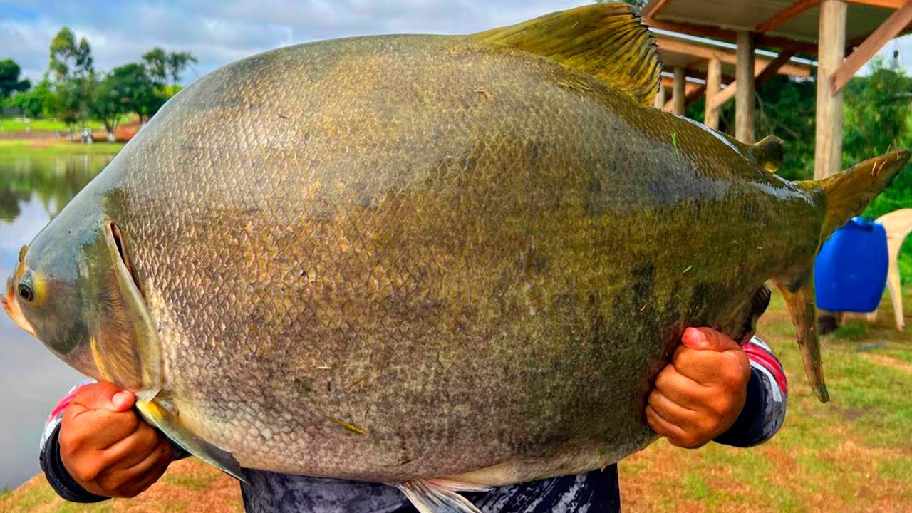 PESQUEIRO NOVO COM A MAIOR MÉDIA DE PEIXES DO BRASIL, TAMBACUS GIGANTES NA SUPERFÍCIE!