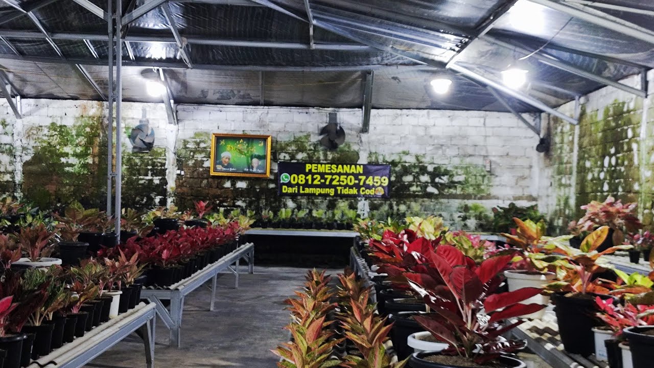 Tanaman Hias aglonema