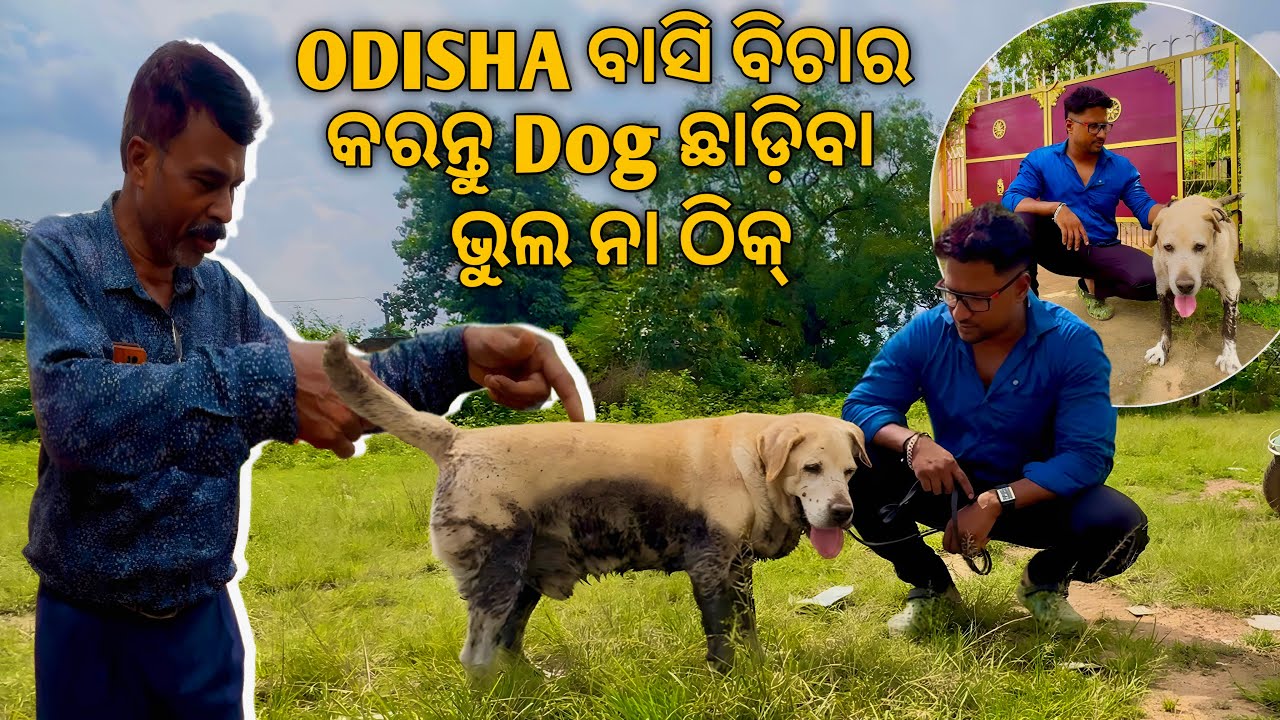 ଓଡ଼ିଶା ବାସି ବିଚାର କରନ୍ତୁ ଏହି ଭଳି ଭାବେ DOG କୁ ଛାଡ଼ିବା ଭୁଲ ନା ଠିକ୍ 😭😭