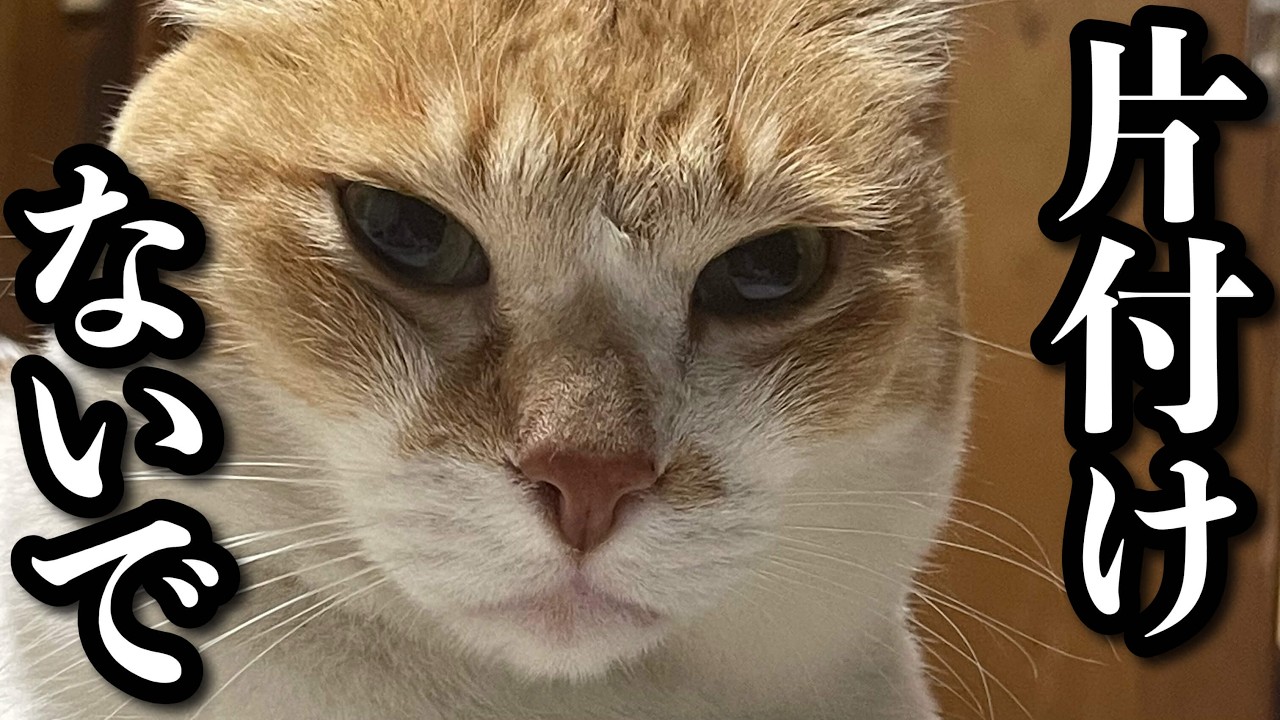 Пристальный взгляд кота не дает владельцу убрать котацу