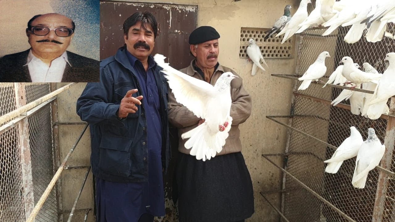 Ustad Dilawar Khan Setup | Original Pure Blood Line | Part 3 | Shahid Rajput Pigeons