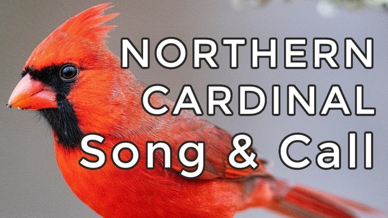 Northern Cardinal Song & Call - Learn their TWO most common sounds (plus a bonus clip)