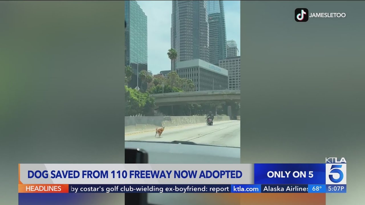 Dog saved from 110 Freeway now adopted