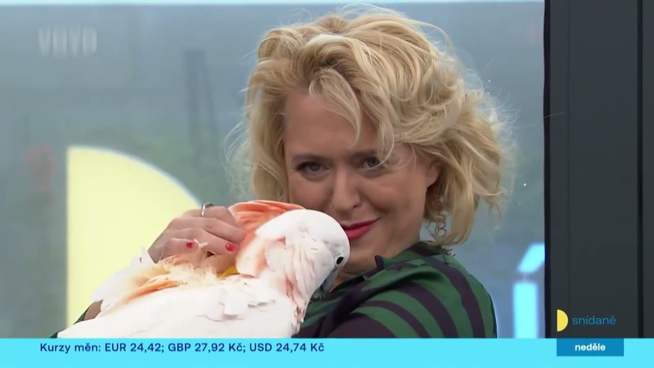 Ve víkendové Snídani v TV Nova byli papoušci z Království papoušků s Vladkou a Pavlem