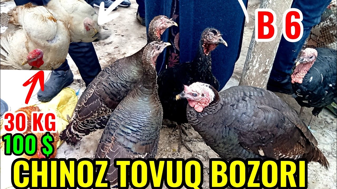 CHINOZ TOVUQ BOZORIDAGI BUGUNGI NARXLAR 🦃🦆🪿🐓