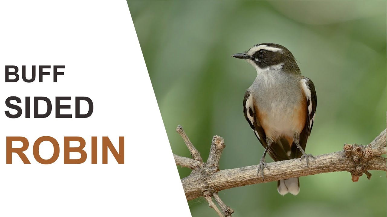 The story of the Buff-sided Robin. Australian Bird Media.