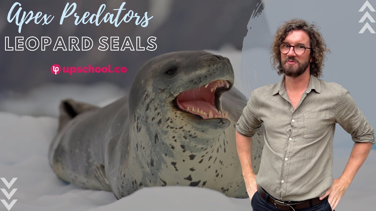 Antarctic Leopard Seals – The Ocean’s Scariest Apex Predator! | @upschoolofficial