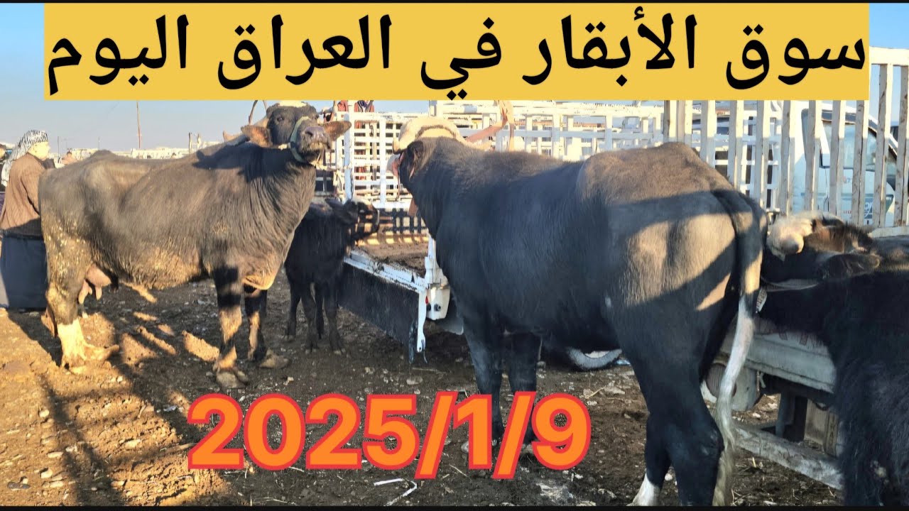 #سوق_الأبقار  في العراق سوق محافظة ديالى وسط العراق