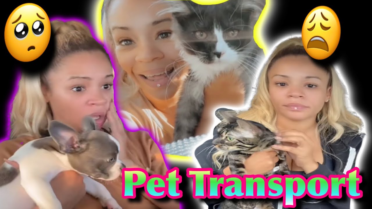 Pet transport!!