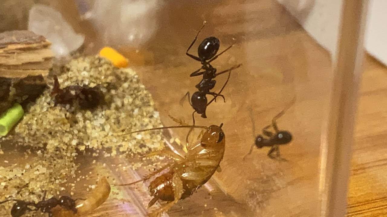 Canlı Besleme! Karınca kolonilerini canlı yem ile besliyoruz! / Ant colony live feeding