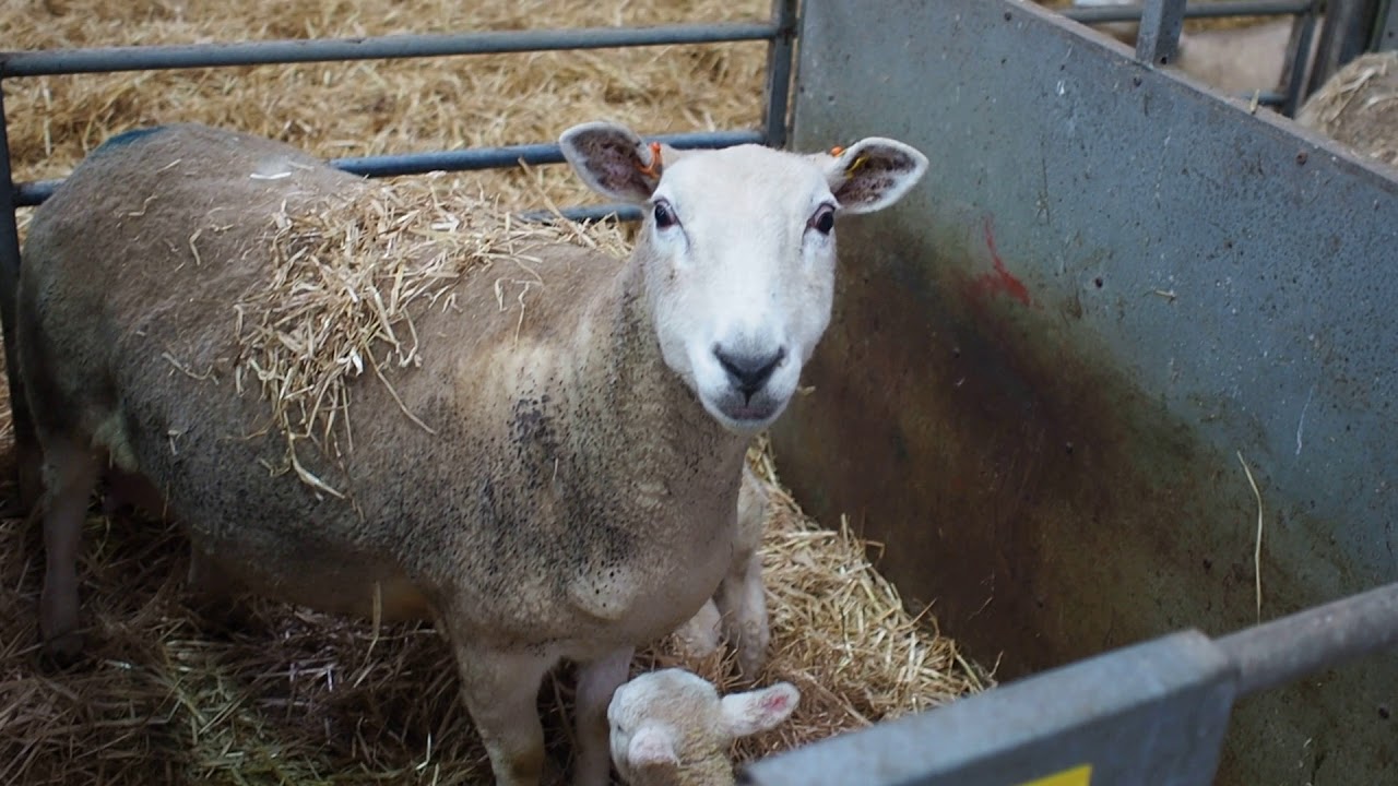 A look at our lambing shed in action, Innovative Sheep Breeding.