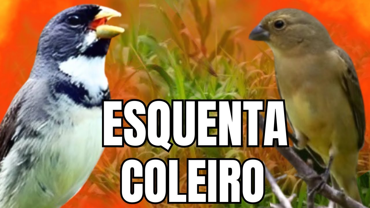 ESQUENTAR COLEIRO TUI TUI COM F&Ecirc;MEA CHAMANDO E COLEIRO TUI TUI PARA ESQUENTAR COLEIRO TUI TUI