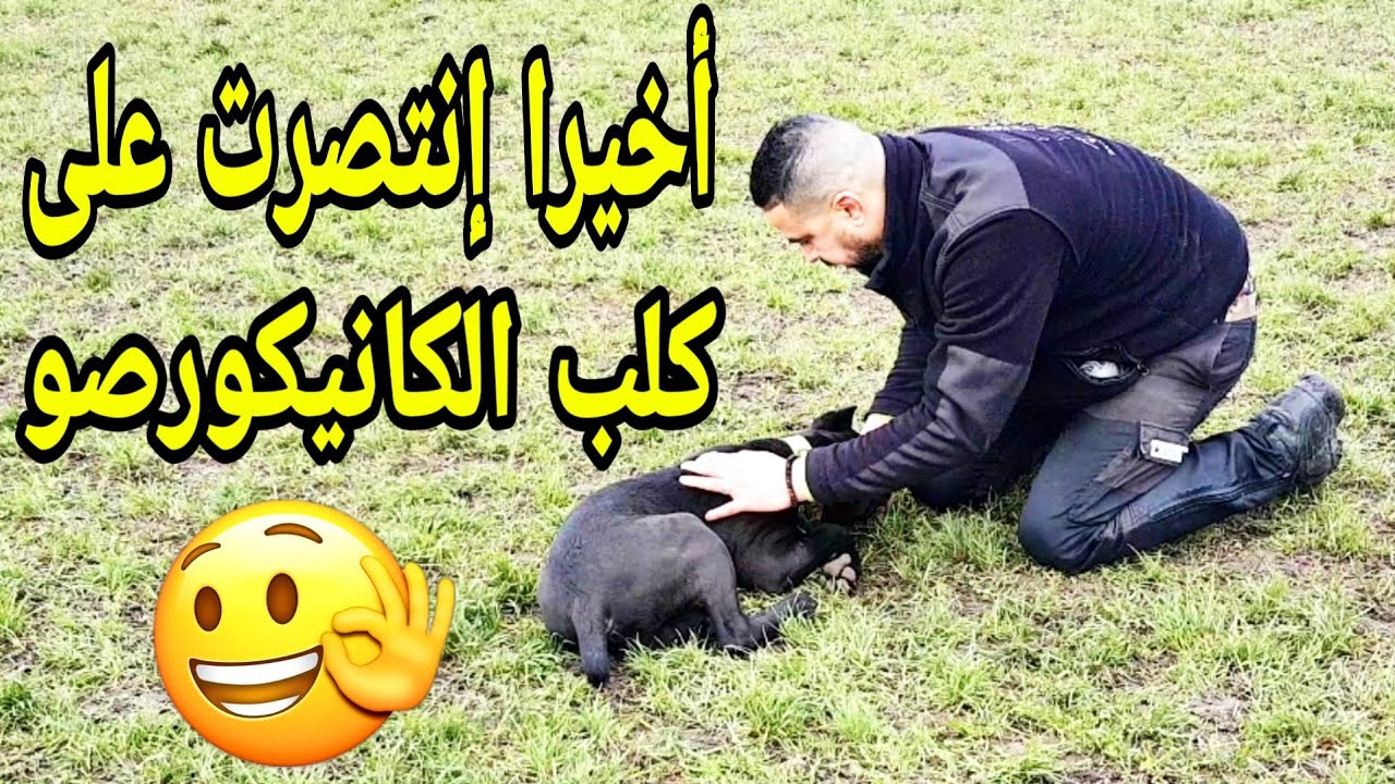كلب الكانيكورصو العنيد عندو 4 أشهر ما بغاش يدير كوشي( الانبطاح ) شوفو شكون غايربح في الأخير 😉