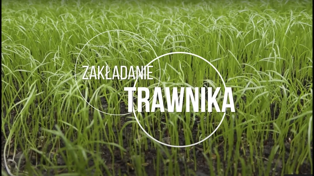 Zakładanie trawnika — 10 prostych kroków