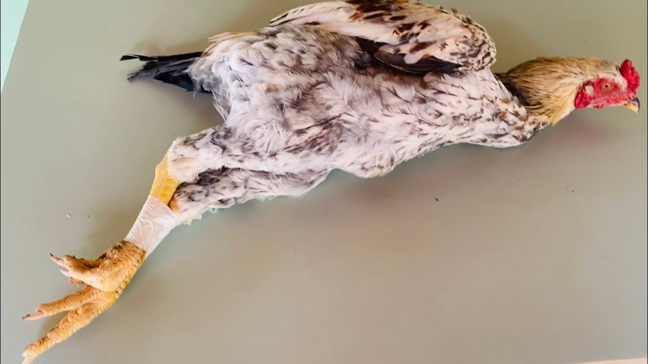 FRANGO CHARRUA, VALE A PENA?! 2025.