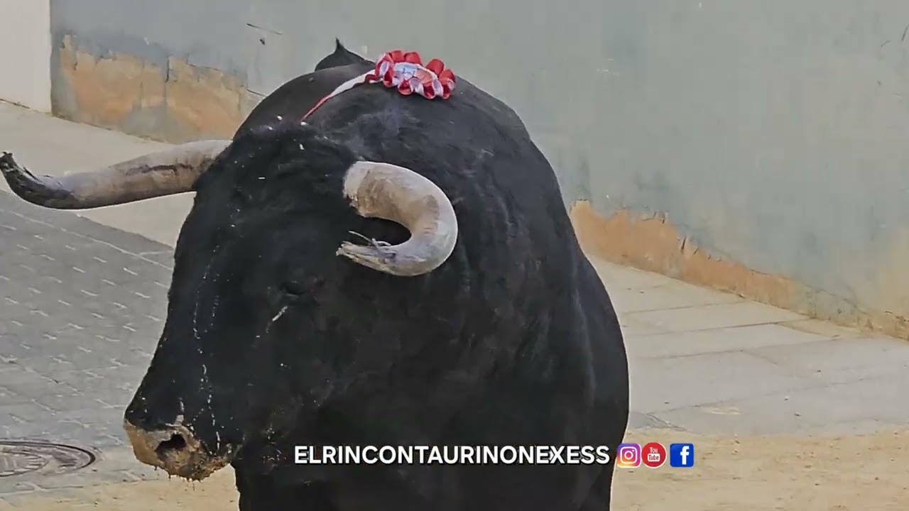 Salida del primer toro cerril en benavites Juan Manuel criado 31 de enero 2026