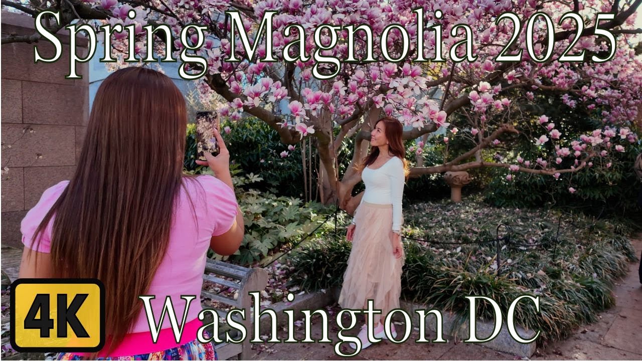 🇺🇸 DC Spring 2025: Magnolia Blossoms Walking Tour 🌸 Washington D.C.