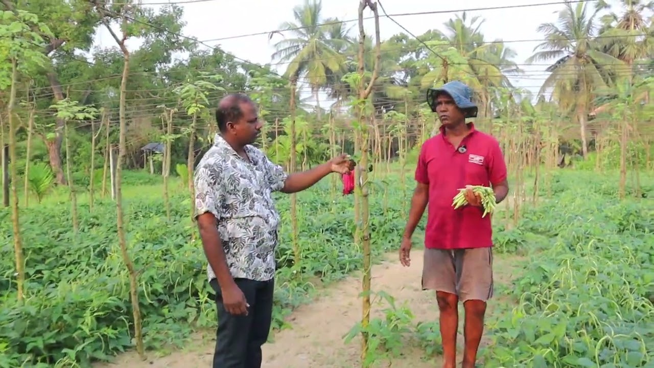 பாவற்காய் விவசாயத்தில் ஊடுபயிராக பயற்றை நடுகை செய்து அதிக இலாபம் பெறும் விவசாயி