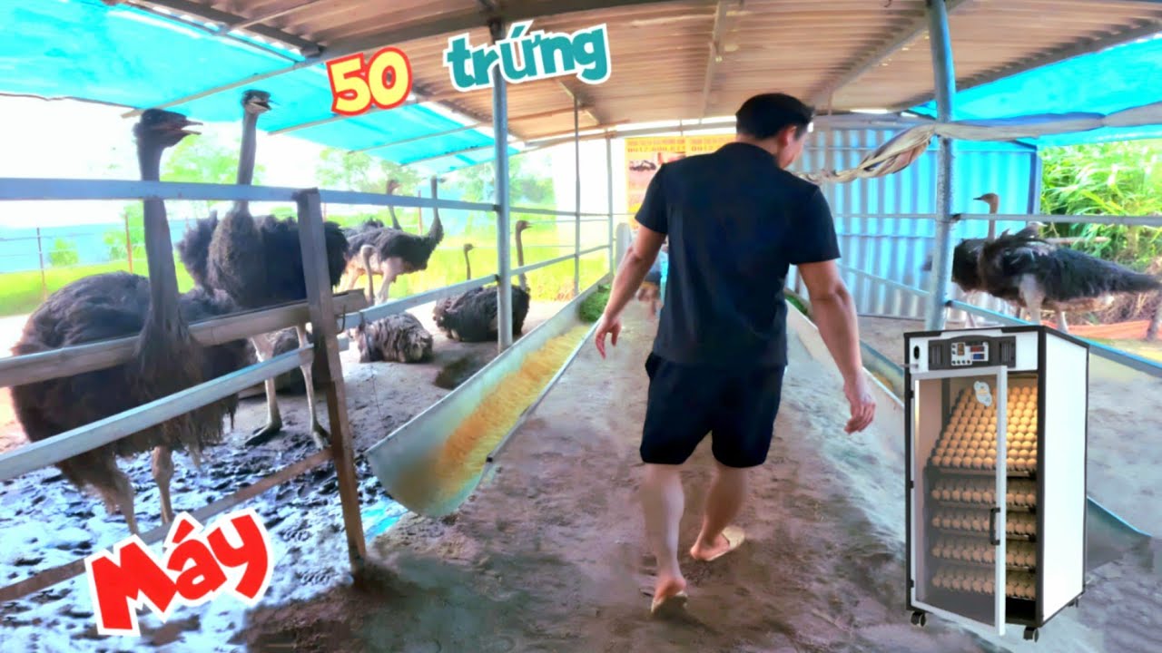 Về Lại Nơi Xưa Trước Khi Mình Làm Youtube - Thăm Trại Đà Điểu Được Tặng Máy Ấp Siêu To / Quế Nghịch