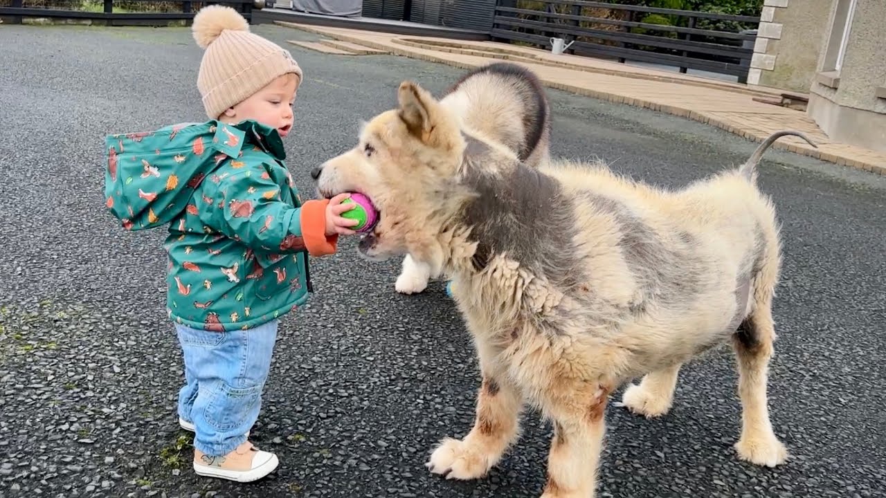 Adorable Baby Boy Plays Ball with His Giant Dogs! (Cutest Ever!!)