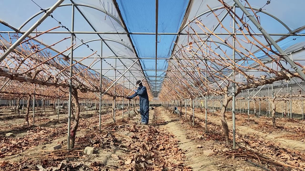 포도밭 전정 작업 멍때리기(Korea Grape Vine Pruning ASMR | Clippers, Wind, and Quiet Work) 2026년 2월 9일