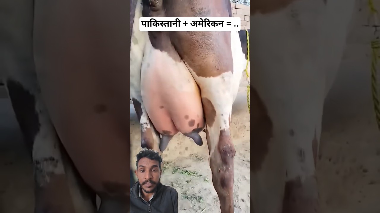 Cholistani × Holstein Friesian Cross Cow | Pakistani + American Super Dairy Breed
