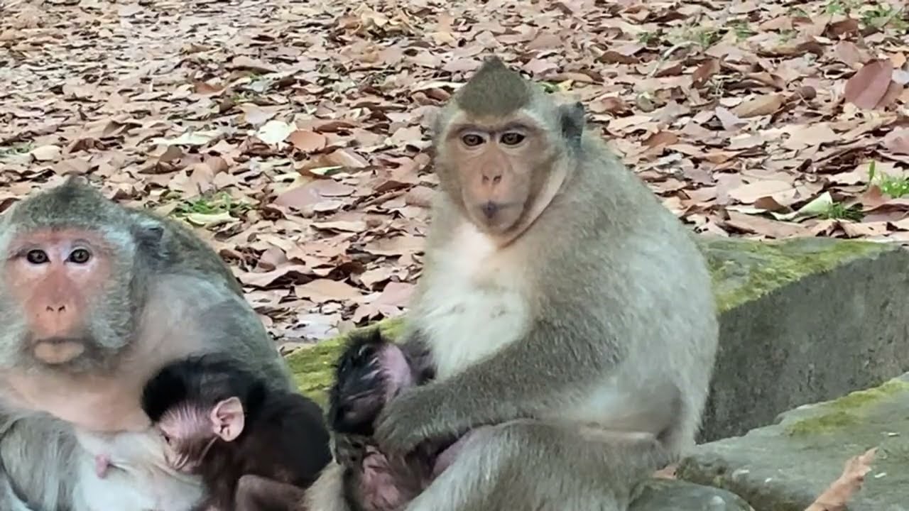 Hot news! Naive monkey Amaya giving birth seriously