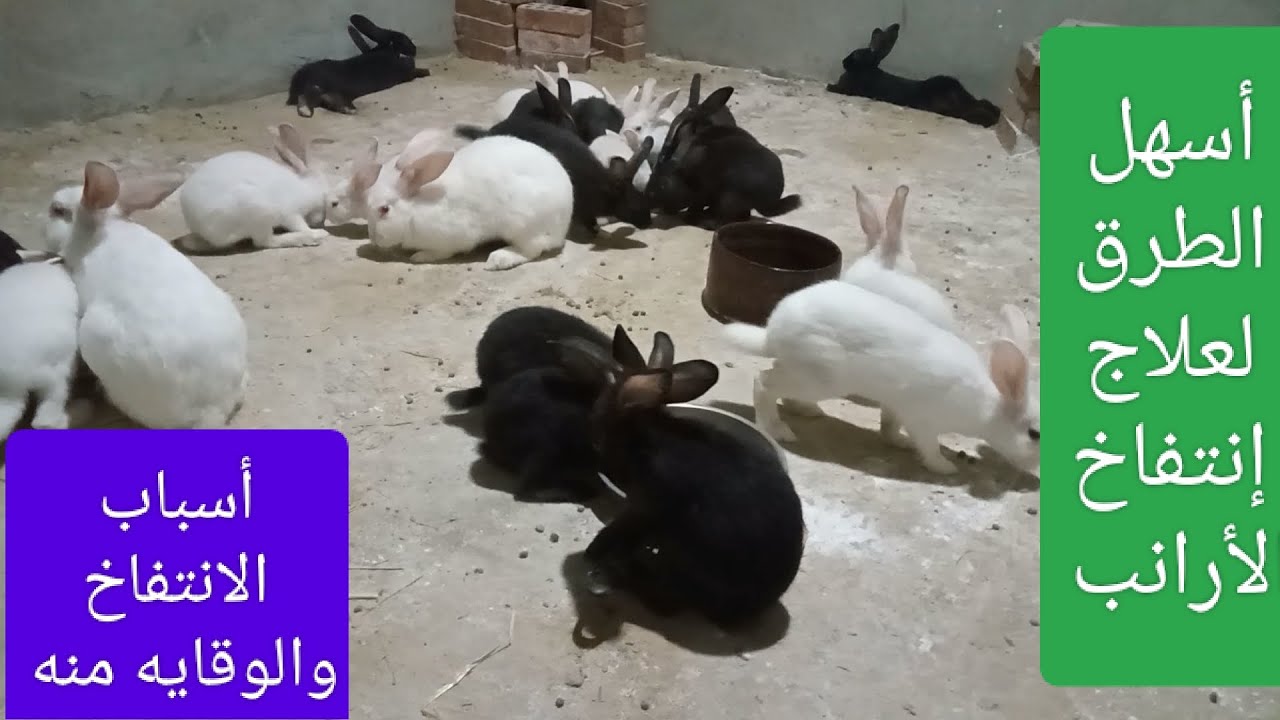 علاج الانتفاخ عند الارانب#تربية الارانب