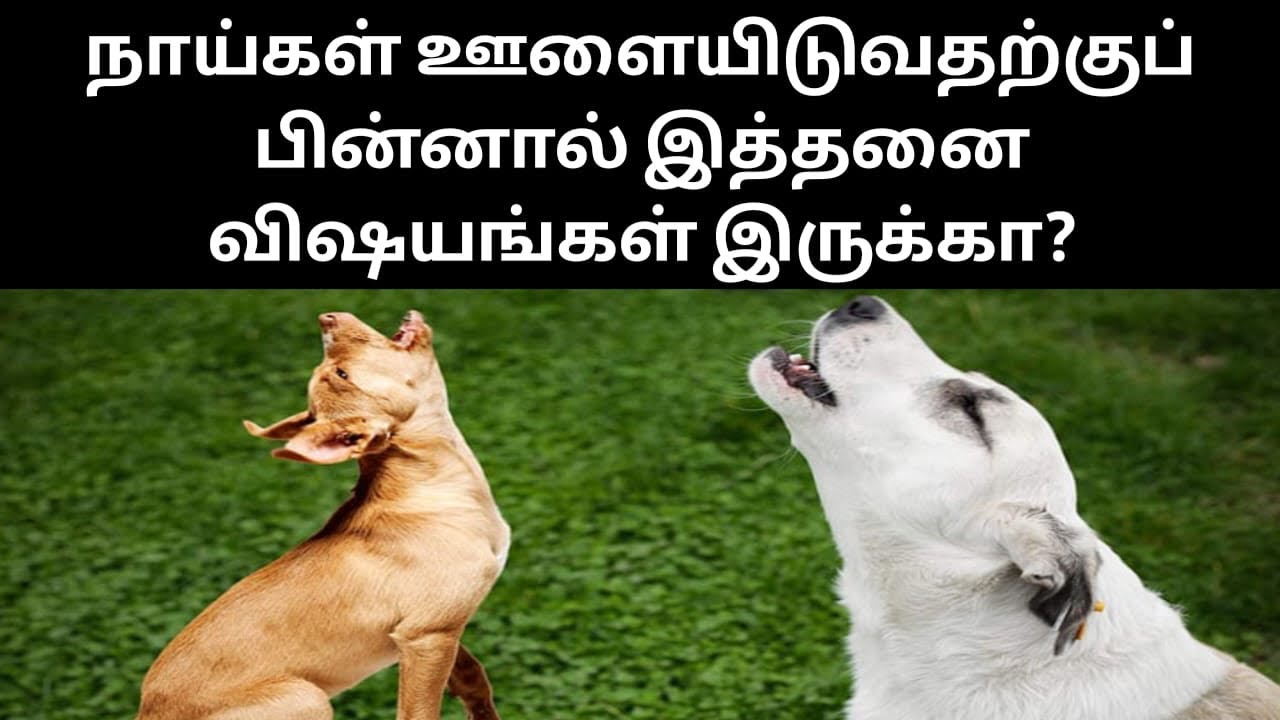 நாய்கள் ஊளையிடுவதற்குப் பின்னால் இத்தனை விஷயங்கள் இருக்கா?