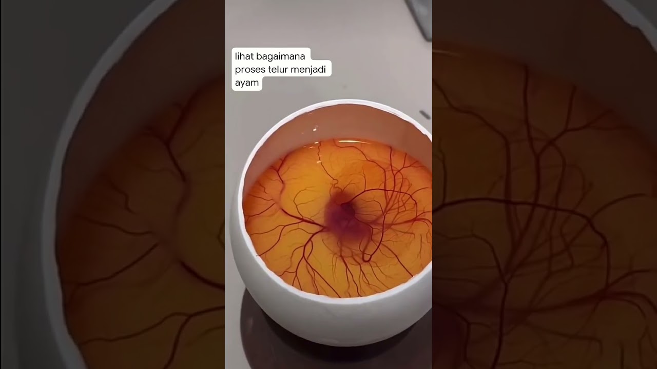 proses telur menjadi ayam #01