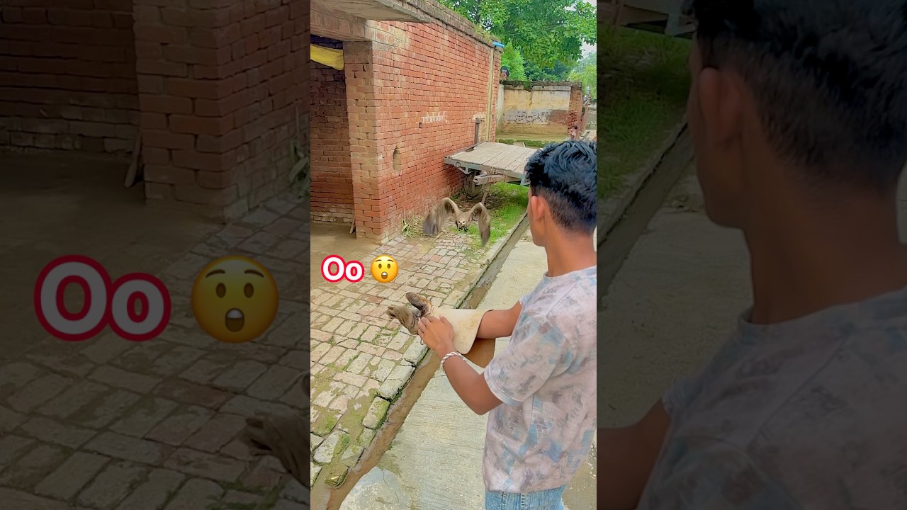 Oo meri jaan re #youtubeshorts #birds #viralshort #armanbadshah #shorts #eagle #attack