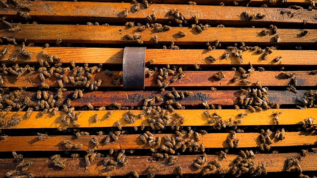 Randy Oliver's NEW Varroa Research Testing VarroxSan, Formic, & More! #beekeeping