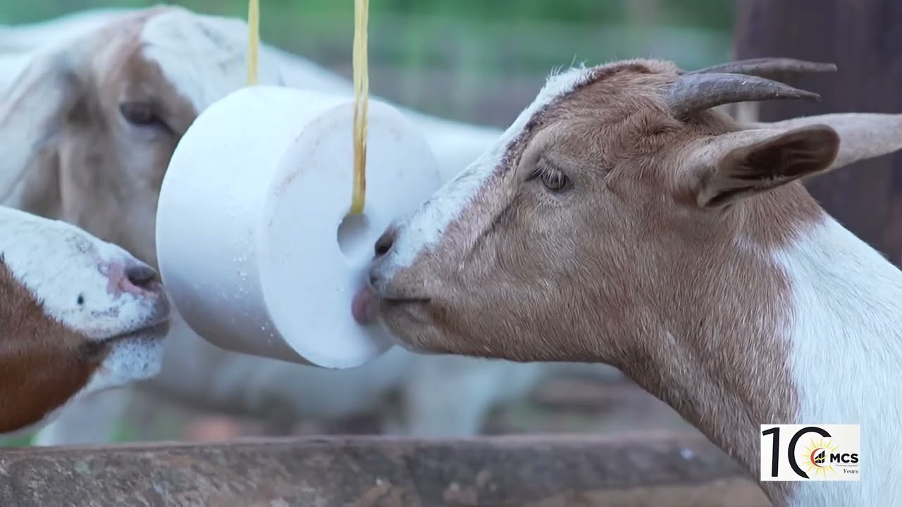 WHY I BECAME A FARMER.