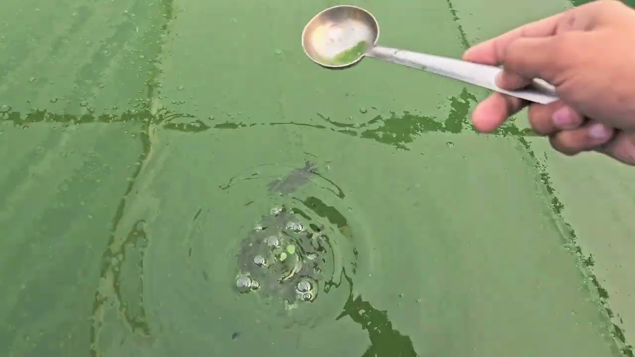 Twin Green Spirulina