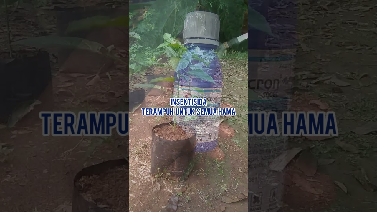Insektisida terampuh segala hama cabe rawit #tanaman #pertanian #berkebun