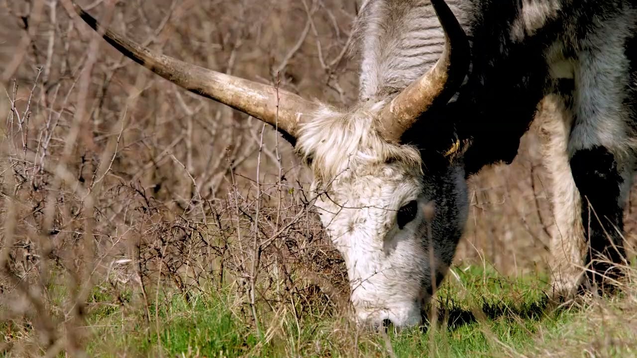 Episod 9: Despre ferme și pajiști cu istorie îndelungată