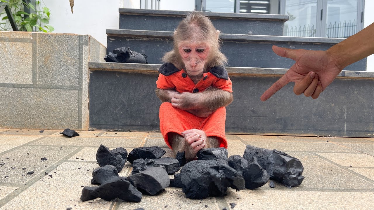 OMG! Really can't leave Cubis home alone with a bag of coal!