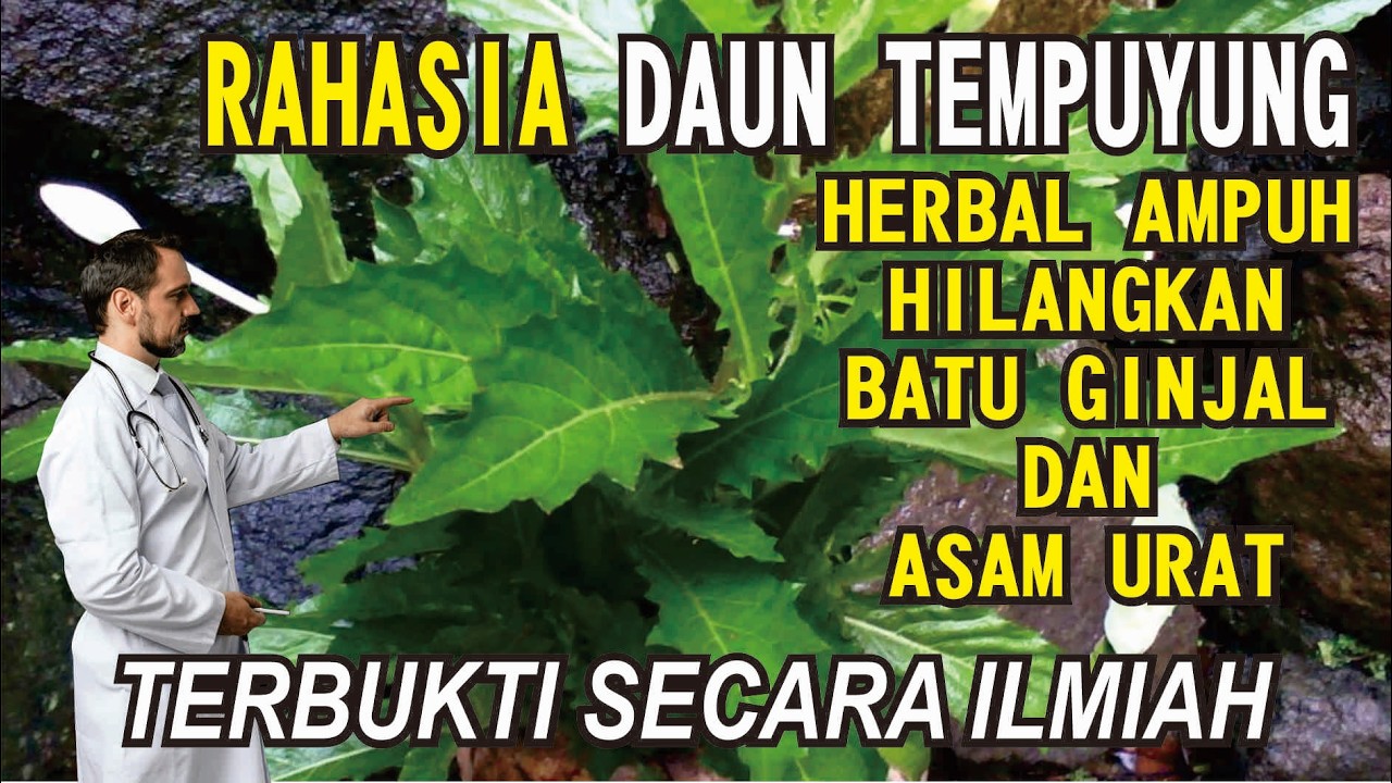 Jangan Lewatkan Daun Tempuyung: Penyelamat Ginjal dan Pembasmi Asam Urat yang Terbukti Secara Ilmiah