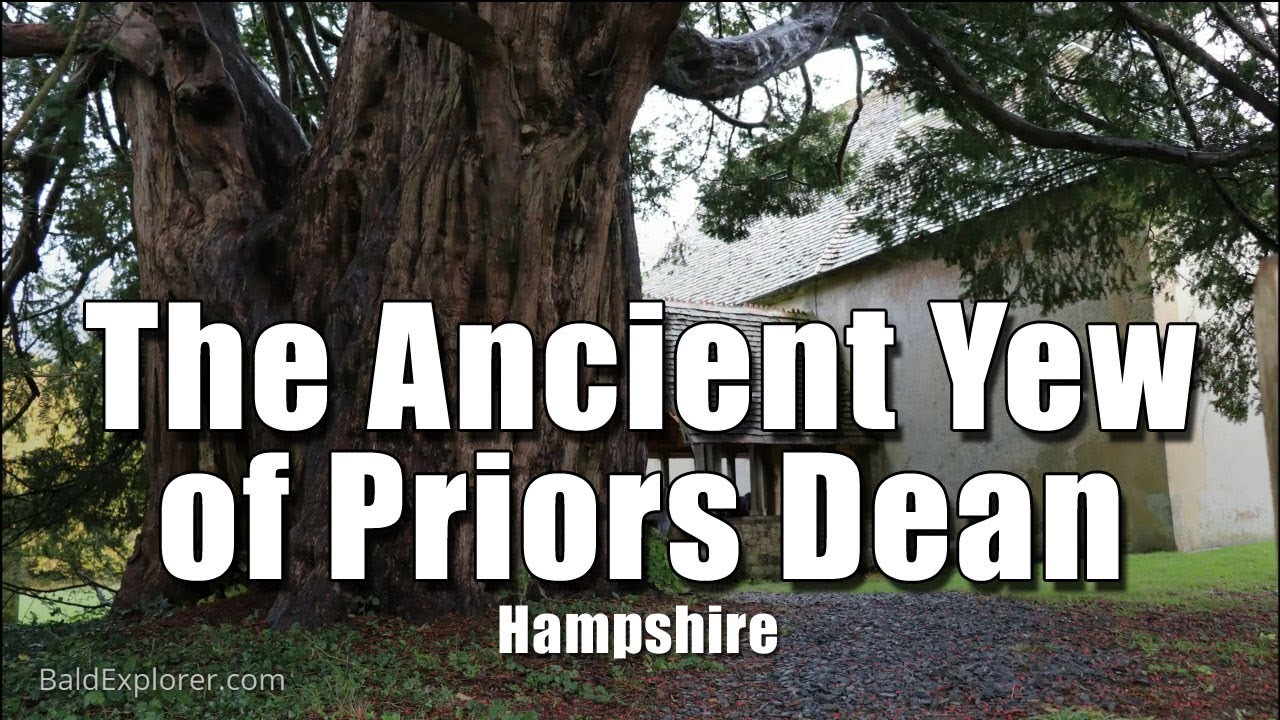 Exploring The Yew Tree at Priors Dean Church, Hampshire